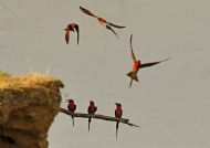 Southern Carmine Bee-eaters