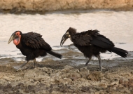 Southern Ground Hornbills – juvenile (about 1 year old) & adult female