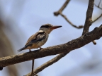 Striped Kingfisher – adult