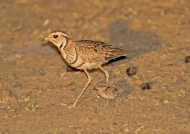 Three-banded Courser – adult with chick, less 3 days