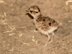 Three-banded Courser – chick, less 3 days