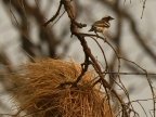 White-browed Sparrow-weaver near his nest