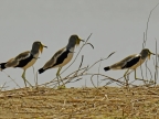 White-crowned Lapwings