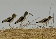 White-crowned Lapwings