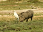 Common Warthog and Great Egret