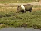 Common Warthog and Great Egret