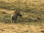 Common Warthog – big tusk
