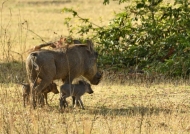 Female Common Warthog with her piglets – 1,5 months old