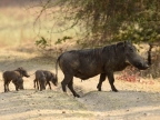 Female Common Warthog with her 4 piglets – 1,5 months old