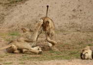 Lion cubs – play fighting