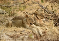 Lionesses looking at African Buffaloes