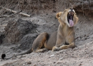 Male Lion – 4 years old – very powerful