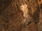 Spotted Hyena cub