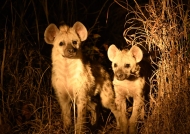 Spotted Hyena cubs