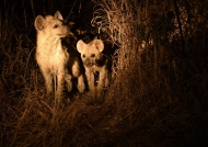Spotted Hyena cubs