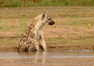 Spotted Hyena – male