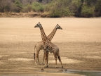 Two Male Thornicroft’s Giraffes near the Luangwa River