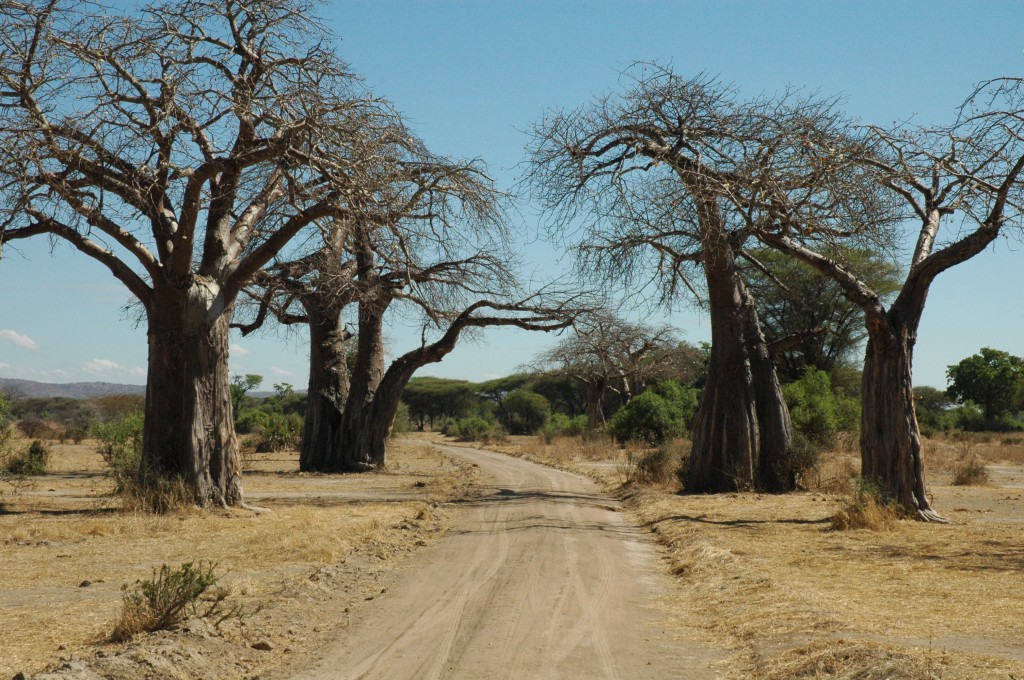 Tanzania – Landscape