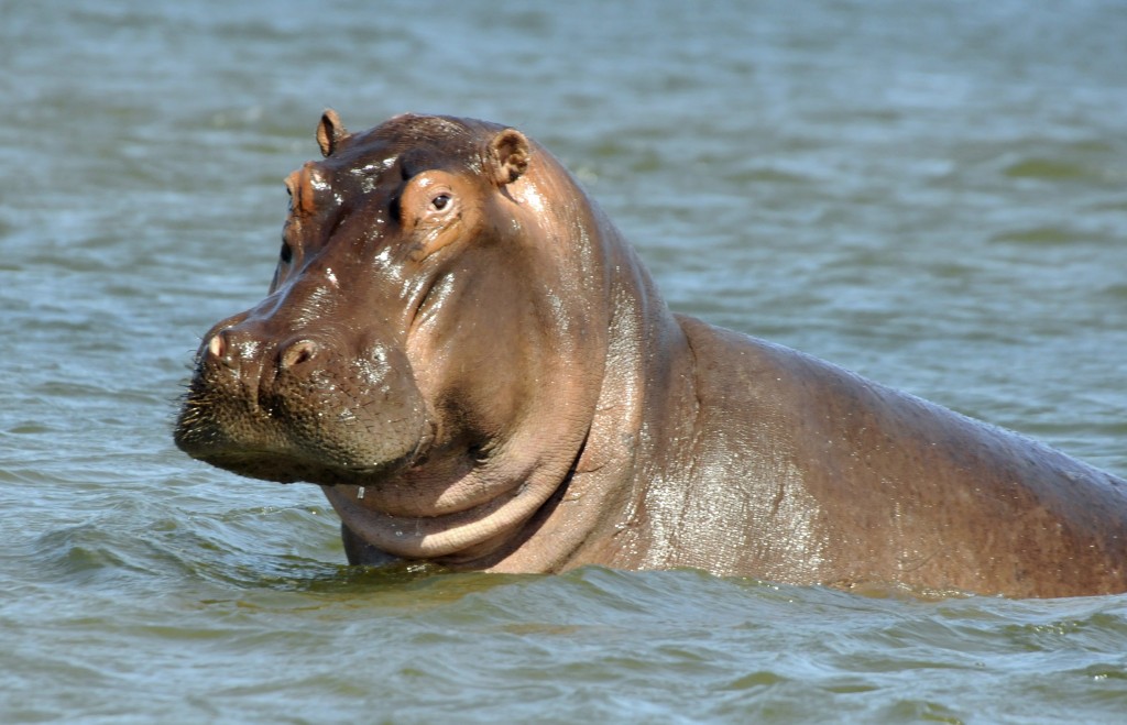 Hippo Pictures