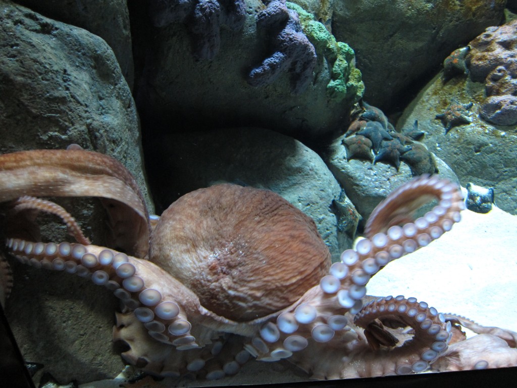 Singapore Aquarium