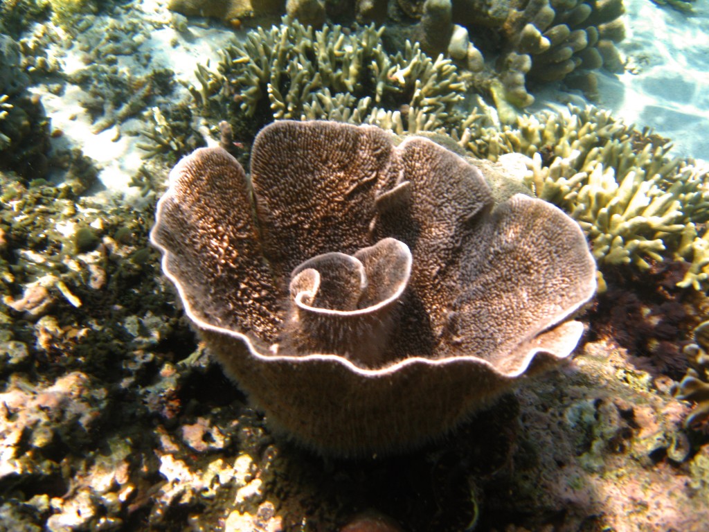 North Sulawesi - Corals