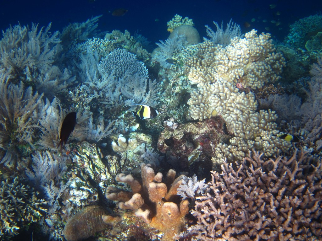 North Sulawesi - Corals