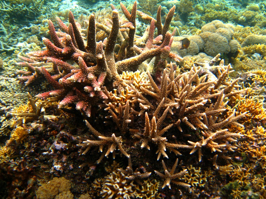 fragomen corals betting