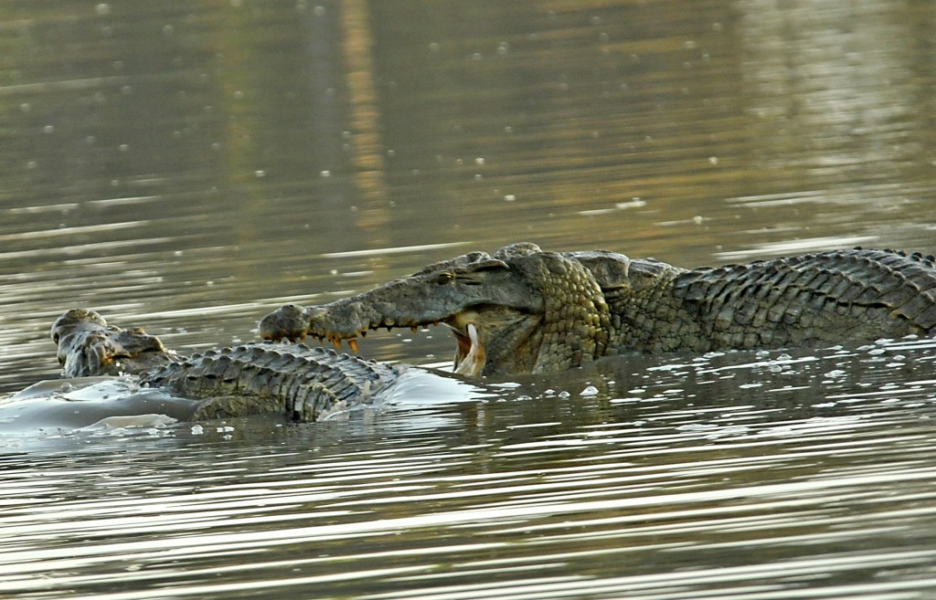 Схватка крокодилов. Гребнистый крокодил vs Нильский крокодил. Гребнистый крокодил против бегемота. Нильский крокодил метаморфоз.
