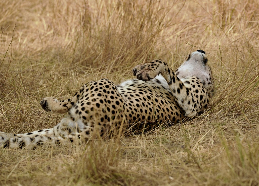 Cheetah happy to live! 