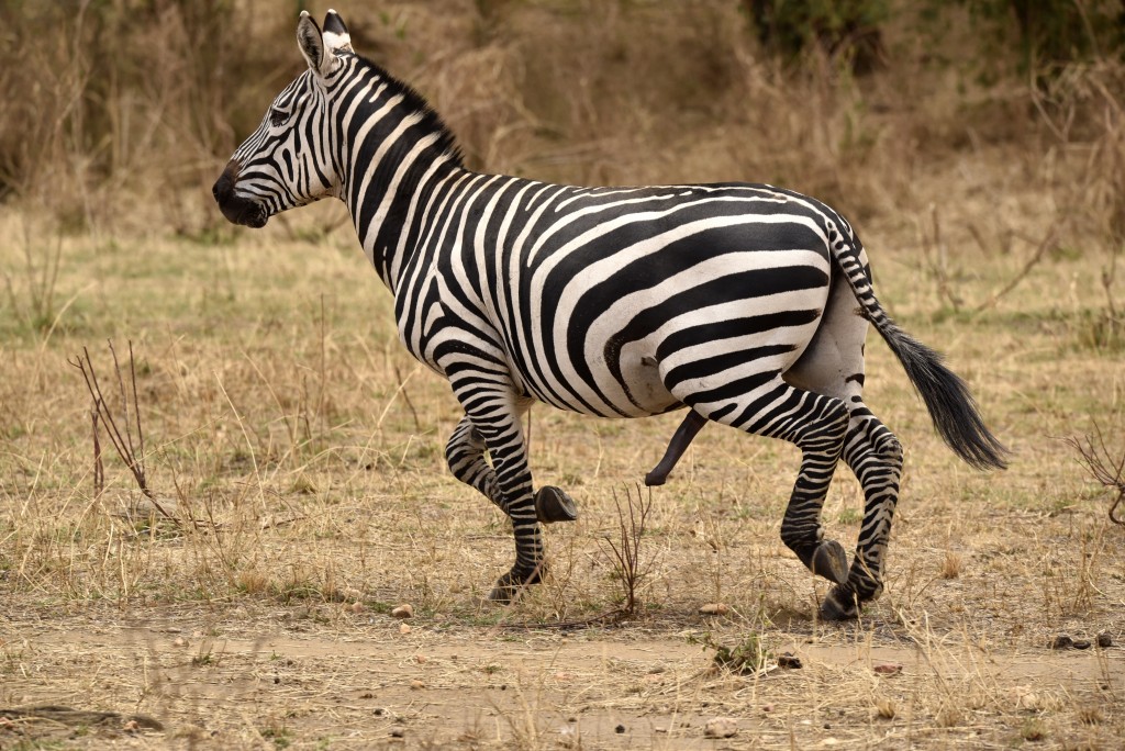 Uncommon Zebra : 5 legs  Marie-France Grenouillet - Wildlife