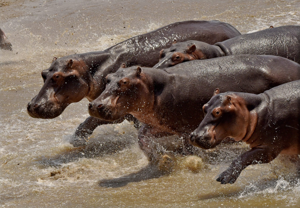 Hippo speed